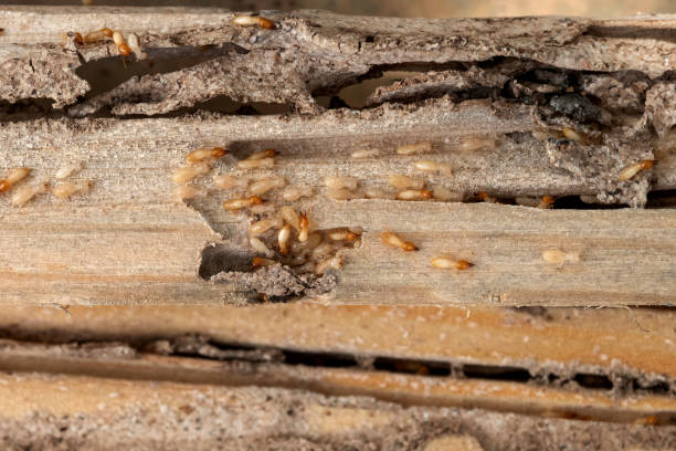 Best Wildlife Control Services  in Shelby, MT