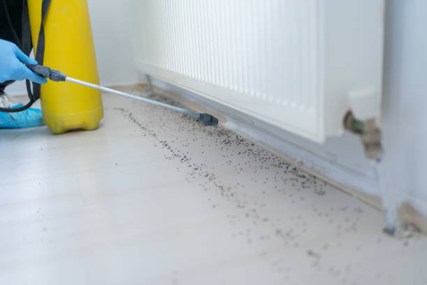Best Rat Extermination Near Me  in Shelby, MT