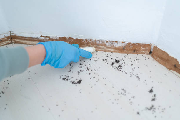 Best Pest Removal Services  in Shelby, MT