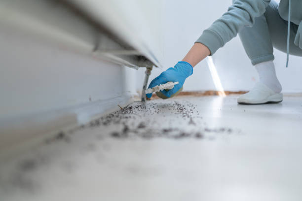 Best Flea Control Services  in Shelby, MT
